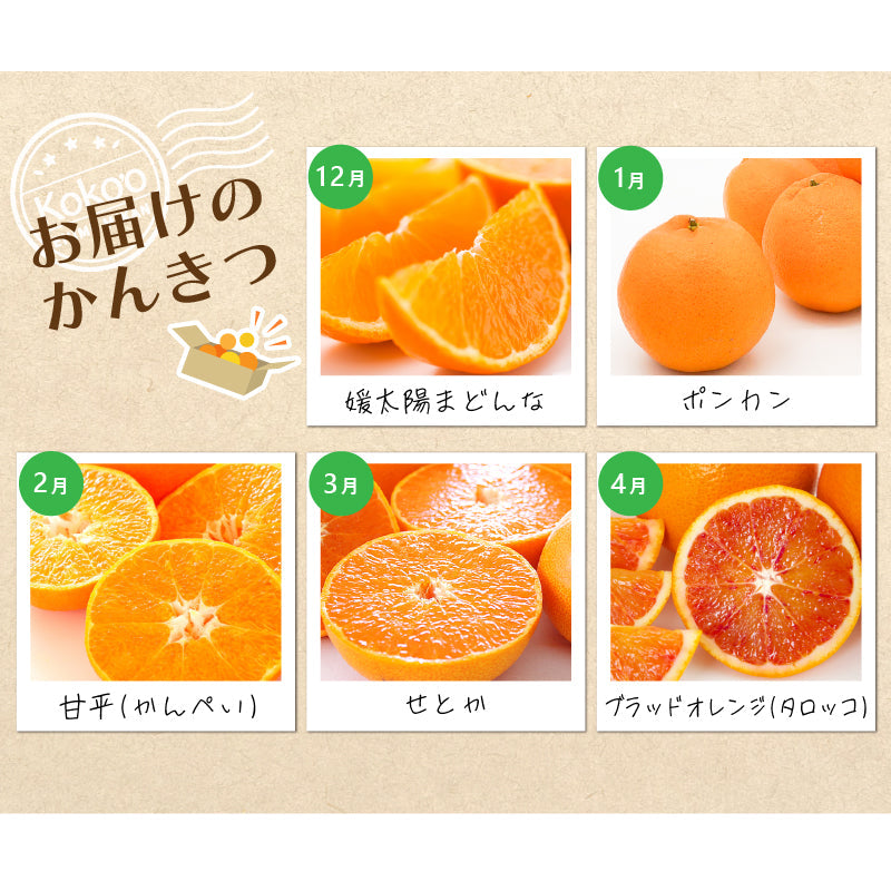 ※今季受付終了※【送料無料】お得！旬の柑橘オールスター定期便【選べる秀品・訳あり（全５回）】※お楽しみプチプレゼント付き