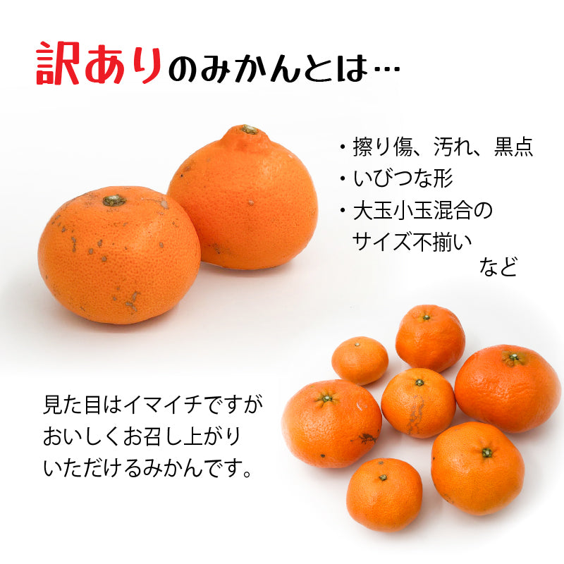 ※今季販売終了※【送料無料】お得！旬の柑橘オールスター定期便【選べる秀品・訳あり（全５回）】※お楽しみプチプレゼント付き