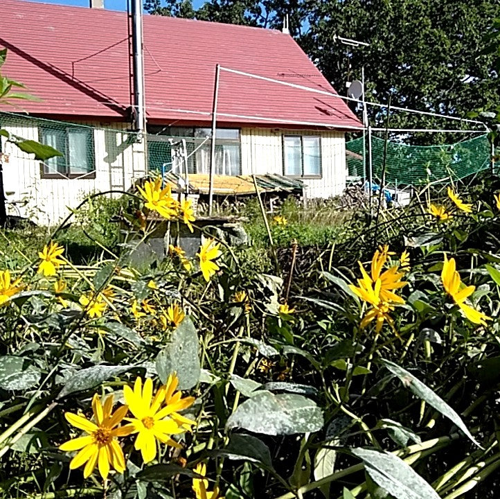 菊芋お茶