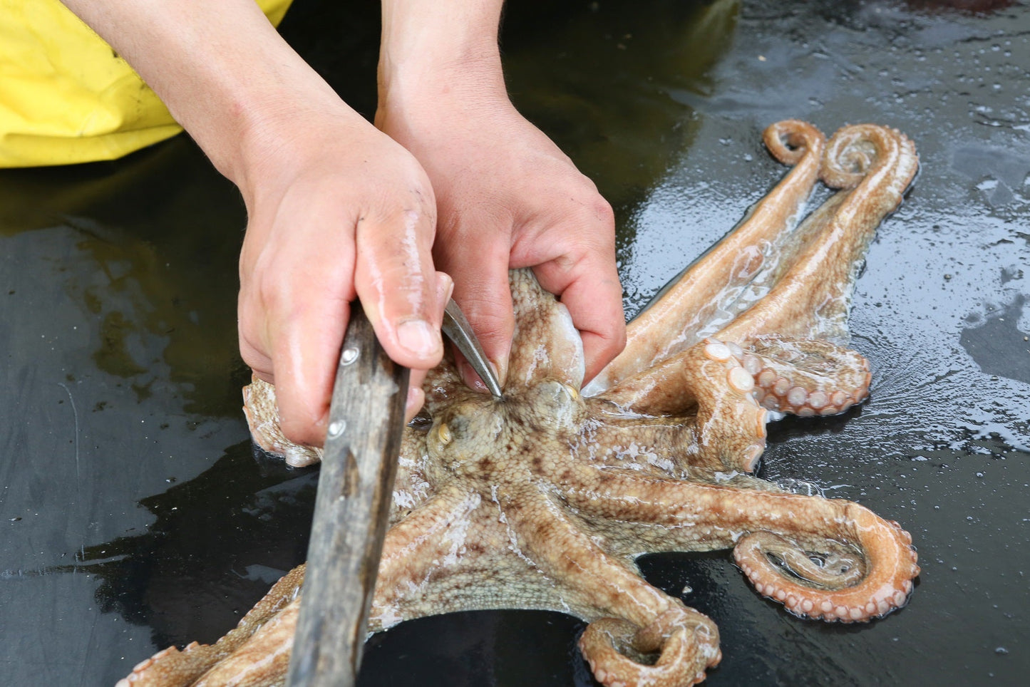 【即日発送】国産 生真タコ 【足のみ 1ｋｇ　約4～9本　】調理簡単　　真空冷凍   瀬戸内産　瀬戸内海 韓国料理 ナッチポックン ナッコプセ　チェコプセ