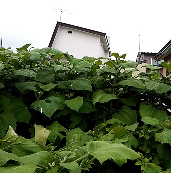 ヤーコン　お茶