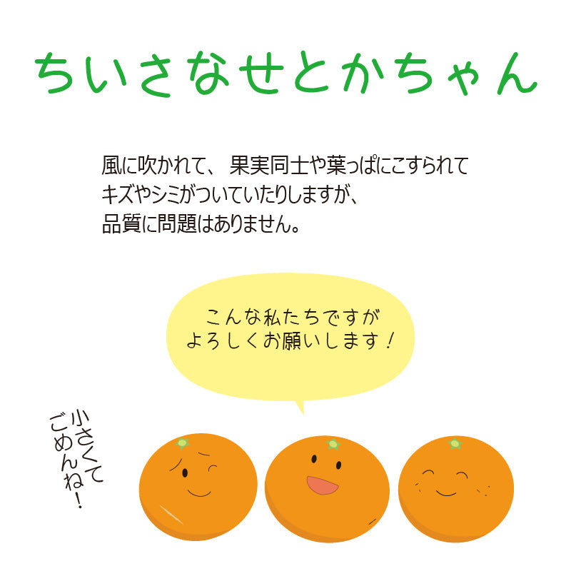※今季販売終了※【送料無料】訳あり「小さなせとかちゃん」〈家庭用・小玉〉約3kg　※発送は２月中旬～３月中旬予定