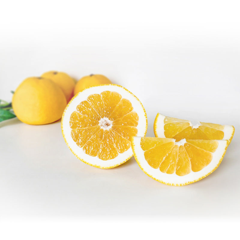 ※予約受付中※【送料無料】木なり完熟！河内晩柑〈優品・家庭用〉約3kg