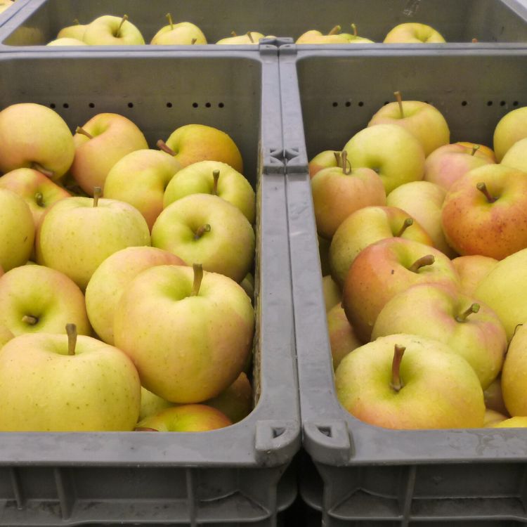 トキりんごご家庭用【送料込】【訳あり】【りんご】【青森県産】【タムラファーム2025】【葉っぱとらじろう】【期間限定】