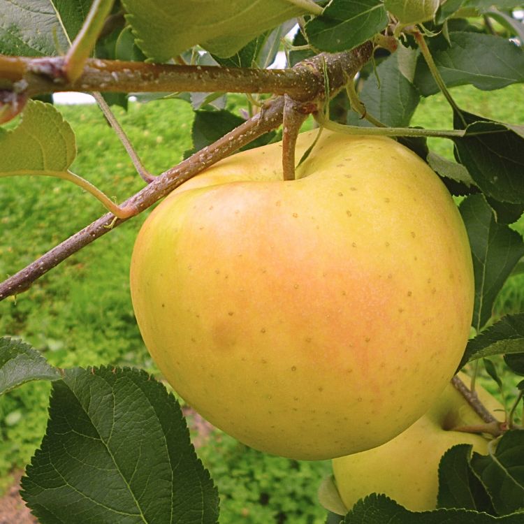 トキりんごご家庭用【送料込】【訳あり】【りんご】【青森県産】【タムラファーム2025】【葉っぱとらじろう】【期間限定】