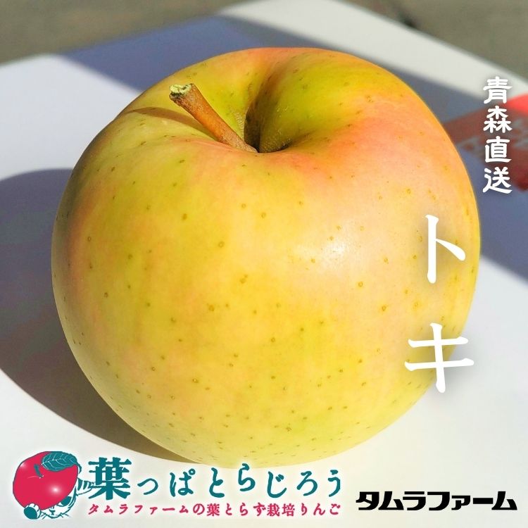 トキりんごご家庭用【送料込】【訳あり】【りんご】【青森県産】【タムラファーム2025】【葉っぱとらじろう】【期間限定】