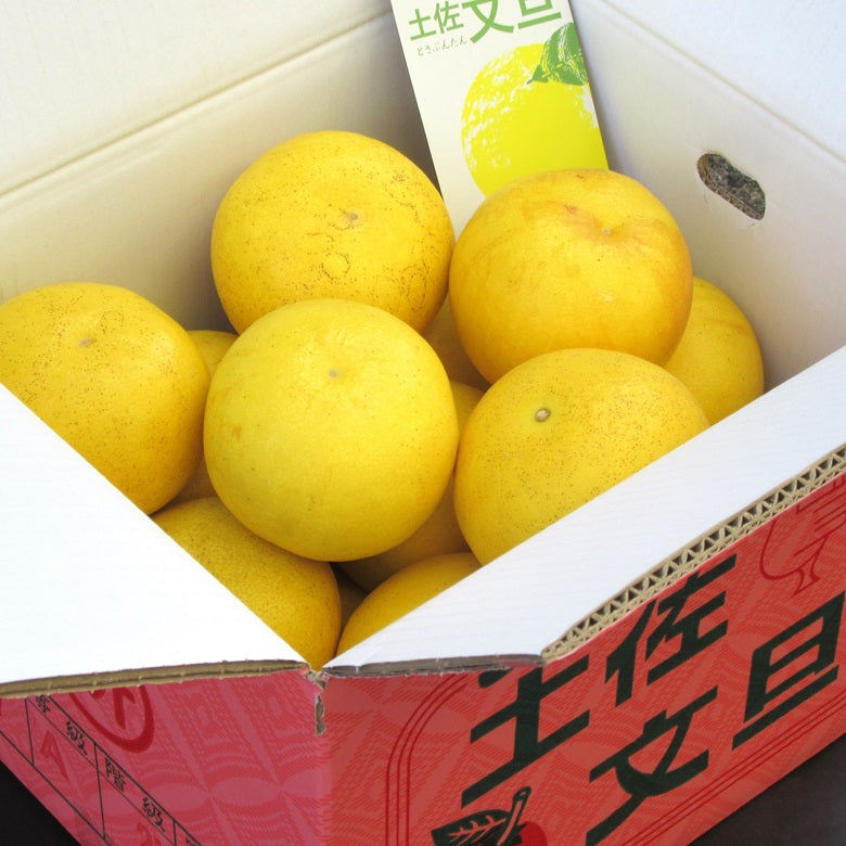 【送料込み】土佐市宮ノ内産　三宮さんの土佐文旦　10ｋｇ箱入（2Lサイズ）　