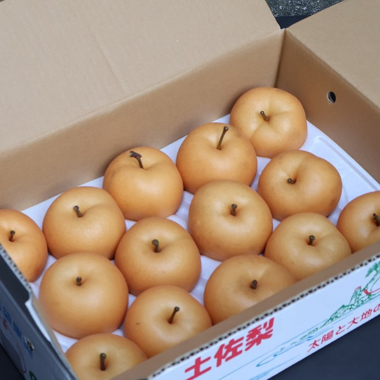 期間限定販売【送料込み】高知県　森沢農園あきづき梨 5ｋｇ（１２玉から１４玉）