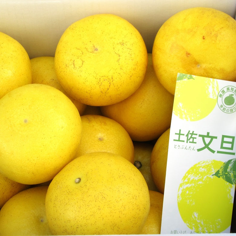 【送料込み】土佐市宮ノ内産　三宮さんの土佐文旦　10ｋｇ箱入（2Lサイズ）　
