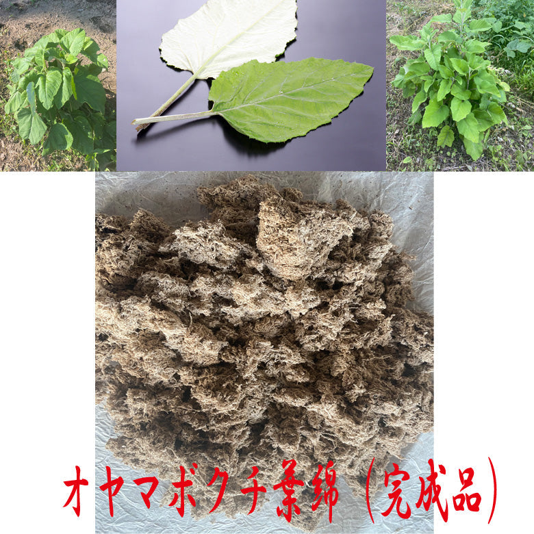 長野県産　オヤマボクチ草　葉綿　25g　 販売中　ポスト投函になります　　