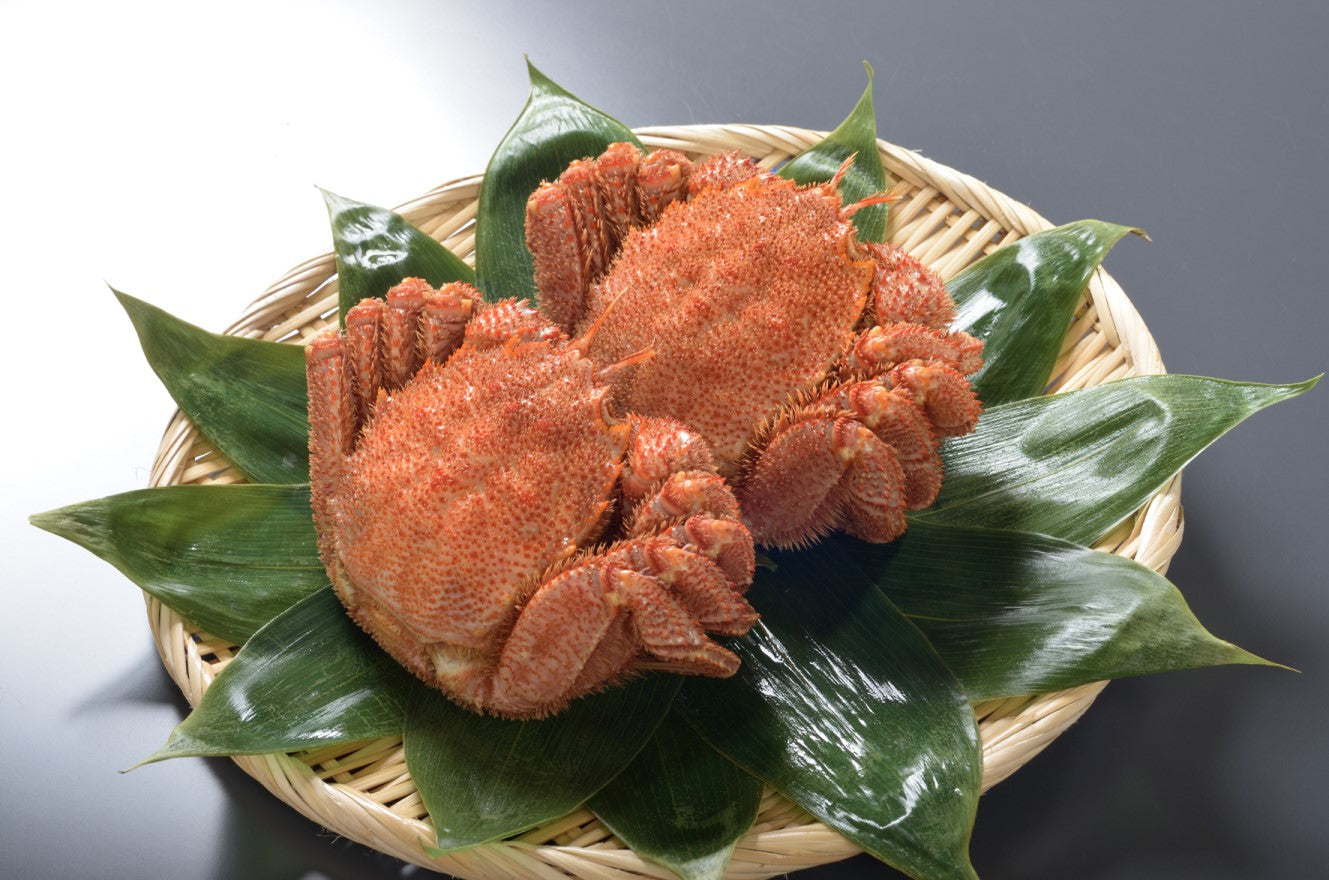 最もおいしい“毛ガニの極み”～オホーツクの流氷明け毛ガニ（450ｇｘ2尾）～ 【カニ・鮮魚・魚介類】