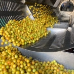 上州産　織姫小梅干し　150ｇ2個