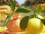 【食べ応えありの大きめ】有機肥料で作った「冷やし小夏」（たっぷり5キロ：24～26個入り）【多少キズ有りのお徳用】《送料無料一部地域を除く》