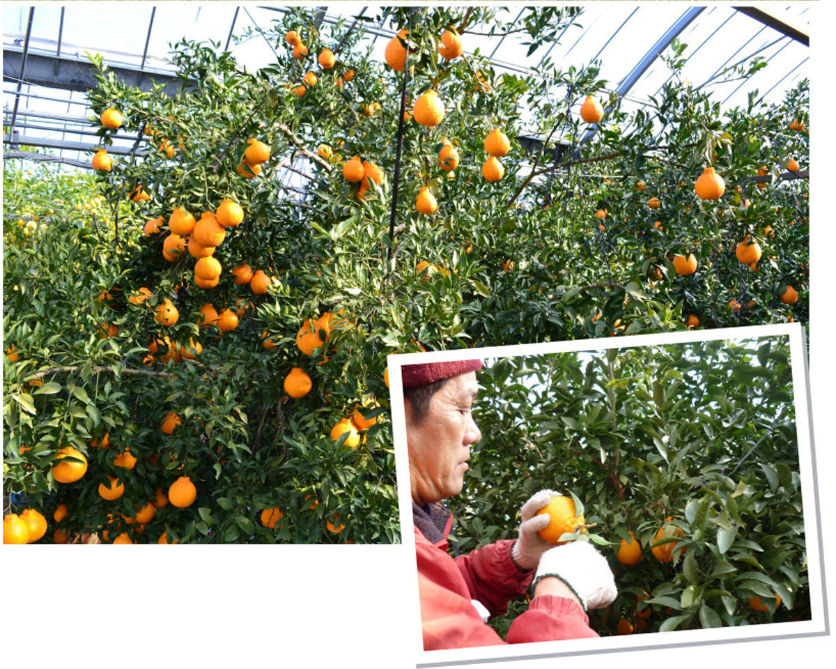 【少し訳あり】★本加温★完熟！ハウスデコ～しらぬい～