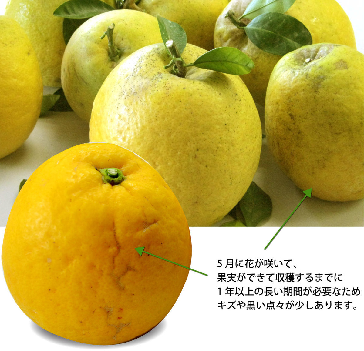 ★ご家庭用★ 和風グレープフルーツ【河内晩柑】（混合サイズ）