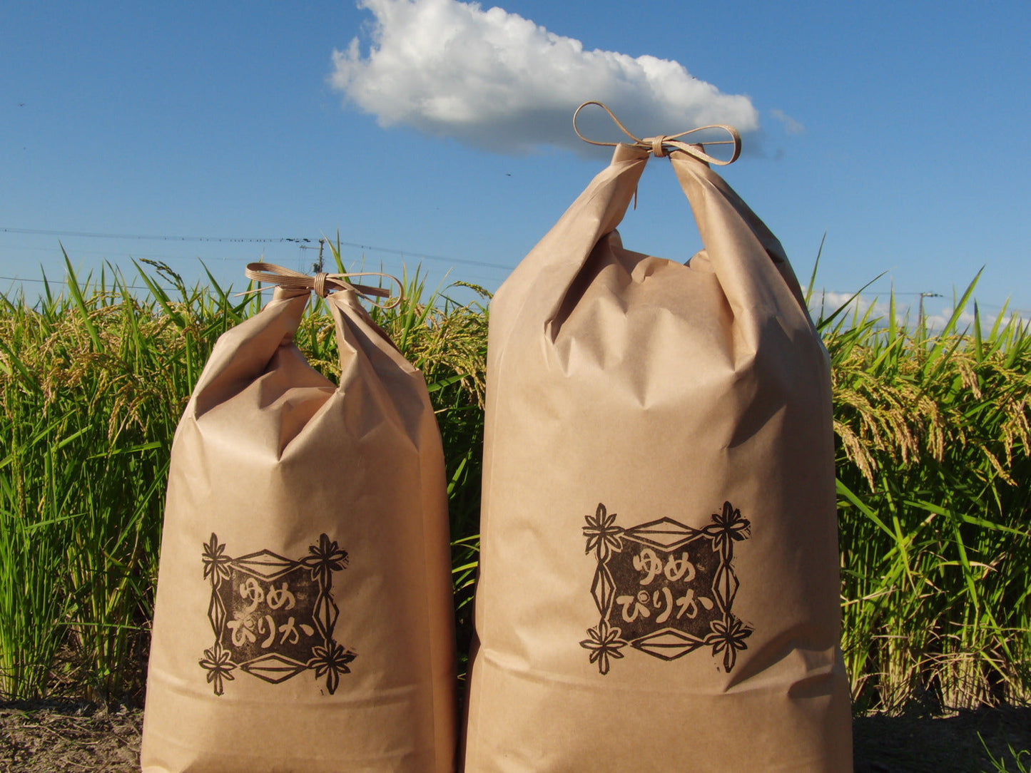 令和７年産　北海道産ゆめぴりか5kg*3袋