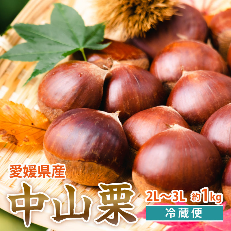 ※2025年8月頃予約開始予定※愛媛県産「中山栗」約1kg（ネット入り）