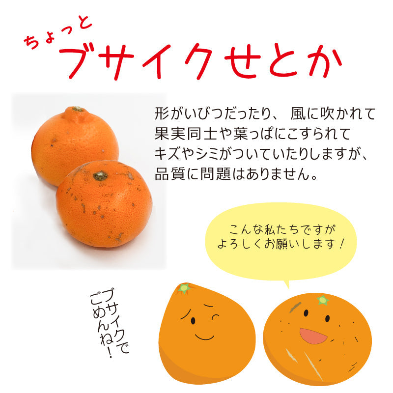 ※今季販売終了※【送料無料】訳あり「ちょっとブサイクせとか」約3kg　※発送は２月中旬～３月中旬予定