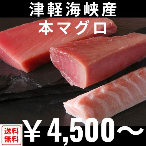 【産地直送】津軽海峡産　本マグロ