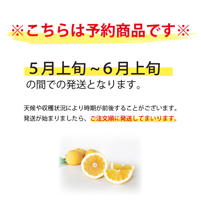 ※予約受付中※【送料無料】木なり完熟！河内晩柑〈優品・家庭用〉約3kg