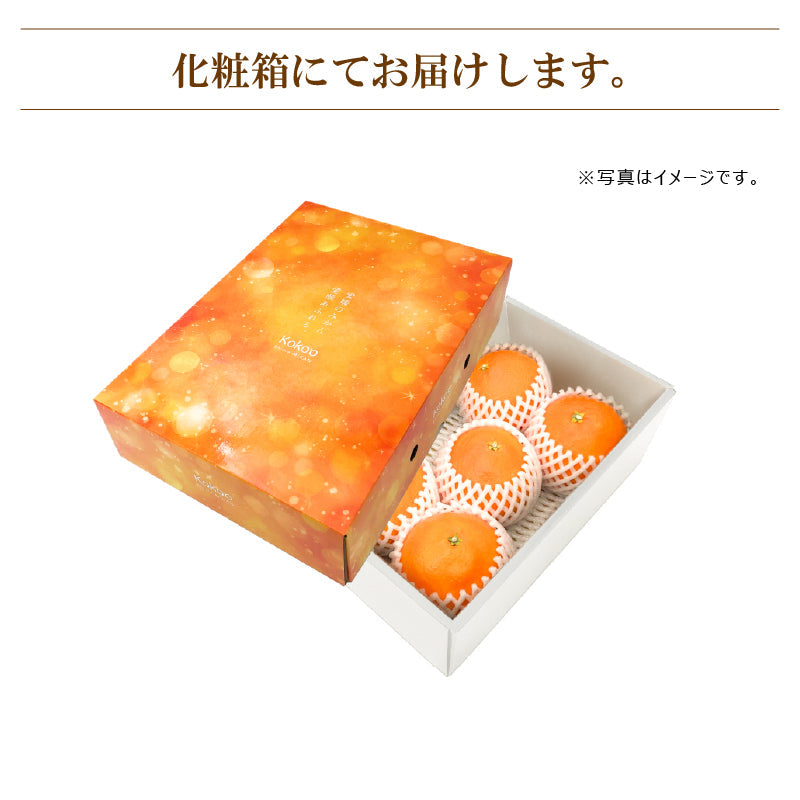 ※予約販売中※【送料無料】高級ブランドかんきつ「甘平(かんぺい)」〈秀品・化粧箱 小〉約1.5kg（2L～3L／5～6玉）※贈答用におすすめな2L・3Lのみをお詰めします！　※発送は１月下旬～２月上旬予定