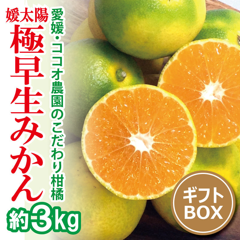 ※2025年9月頃より予約開始予定※愛媛県産「極早生みかん」〈秀品・ギフトBOX〉約3kg
