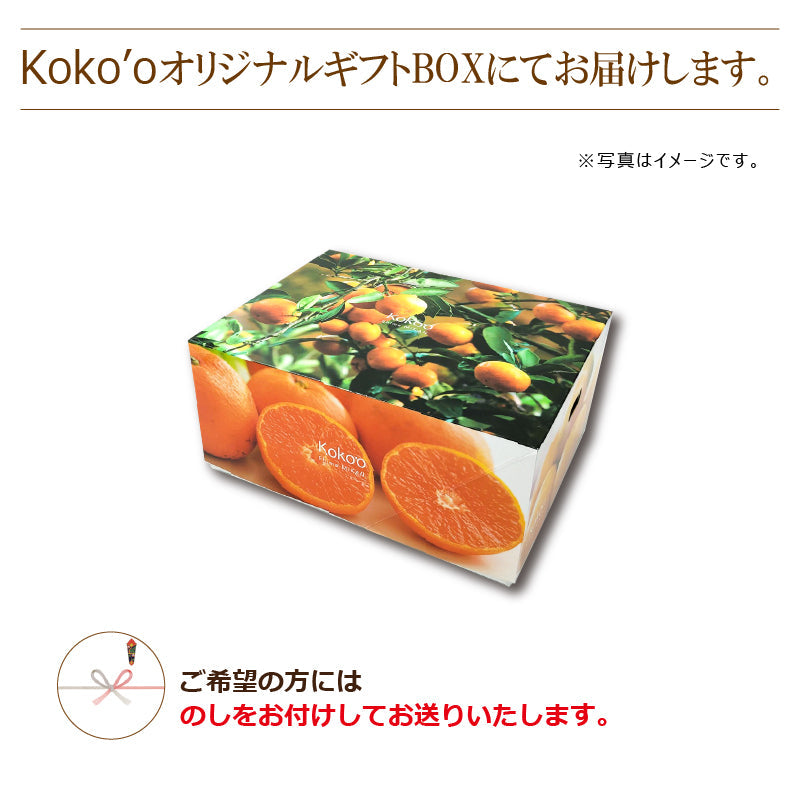 【送料無料】完熟島いよかん約２kg〈秀品・ギフトBOX〉※2026年2下旬～3月頃発送予定