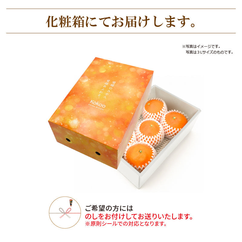 ※今季販売終了※【送料無料】高級ブランドかんきつ「せとか」〈秀品・化粧箱 小〉約1.5kg　※発送は２月中旬～３月中旬予定