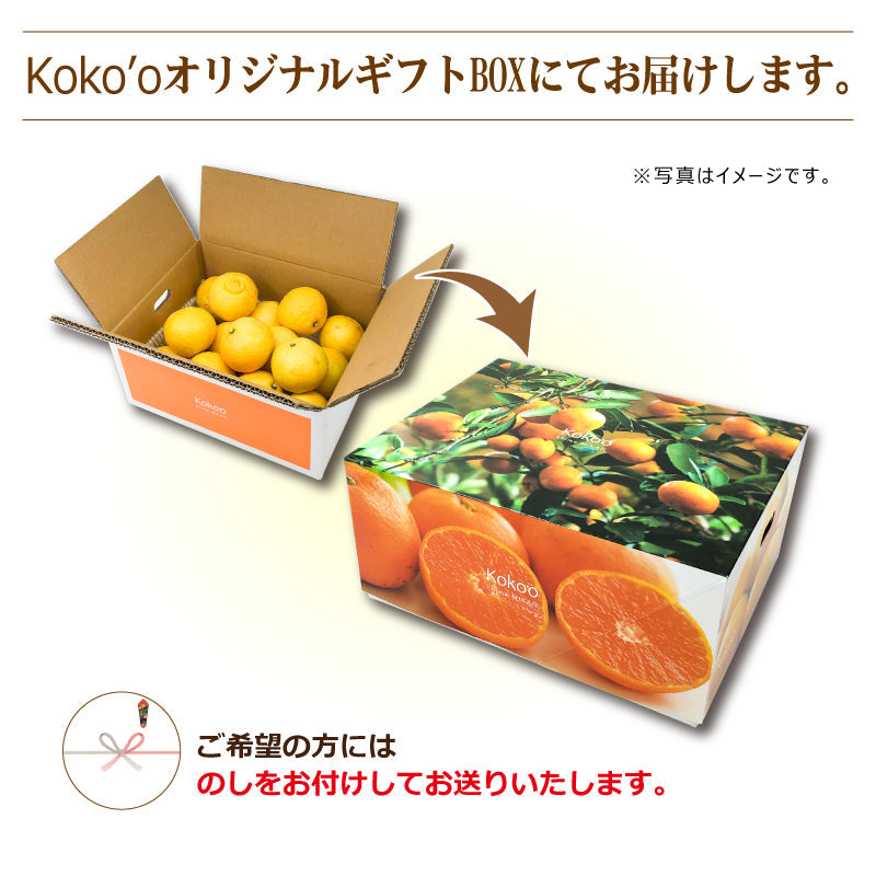 ※今季販売終了※【送料無料】愛媛県産「はるか」-媛太陽はるか-〈秀品・ギフトBOX〉約2.5kg