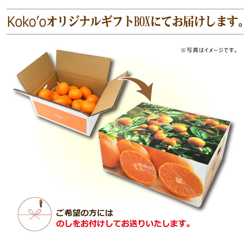 ※今季販売終了※愛媛県産ブラッドオレンジ「タロッコ」〈秀品・ギフトBOX　約３kg〉【送料無料】