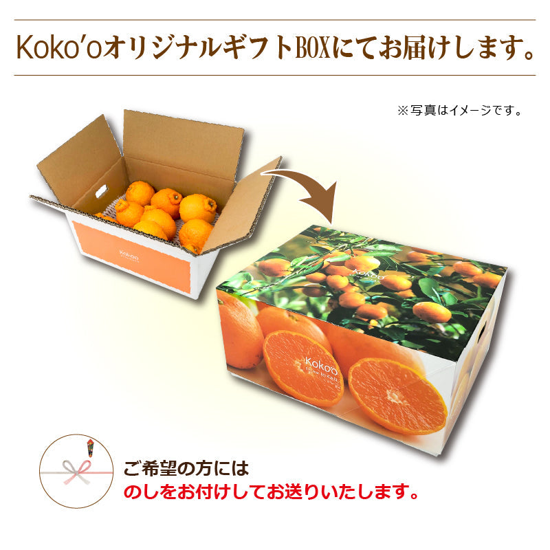 ※今季販売終了※【送料無料】愛媛県産「不知火(しらぬい)」‐媛太陽デコ-〈秀品・ギフトBOX〉約2.5kg　※発送は２月中旬～３月上旬予定