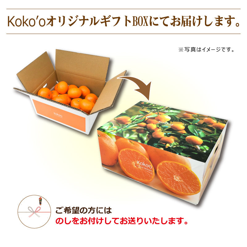 ※2025年9月頃より予約開始予定※愛媛県産「温州みかん(早生)」-媛太陽みかん-〈秀品・ギフトBOX〉約3kg