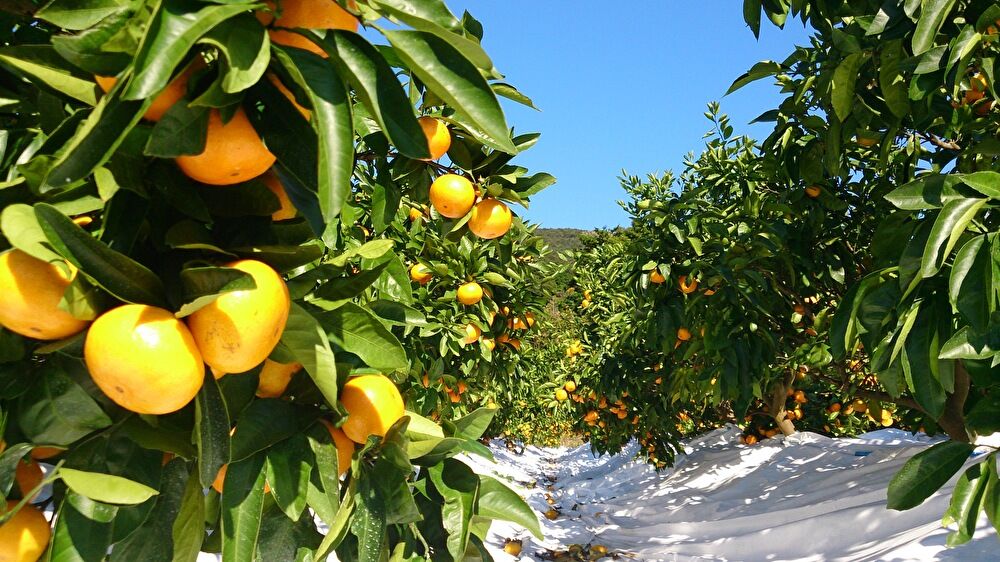 10/15より【お手頃ギフト用厳選】（送料無料一部地域除く）マルチフィルム栽培の【龍馬感激マルチみかん３キロ箱：30～40個】