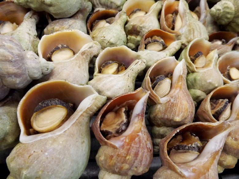 【送料無料】あわびのような味と食感の「つぶ貝」と「刺身ほたて上品30玉」セット！★非可食部のアブラは下処理にて取り除いております★ホタテと一緒に生息しているつぶです★週末のBBQに！