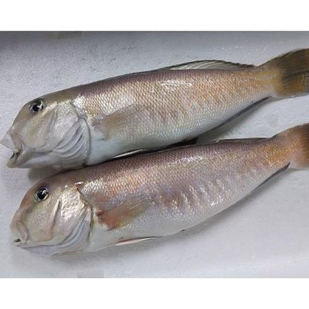愛媛八幡浜産 超高級魚・白甘鯛の一夜干し 3枚セット【送料無料