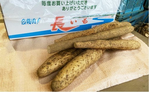 粘りのある北海道滝川産長いも約５kg（土付き）