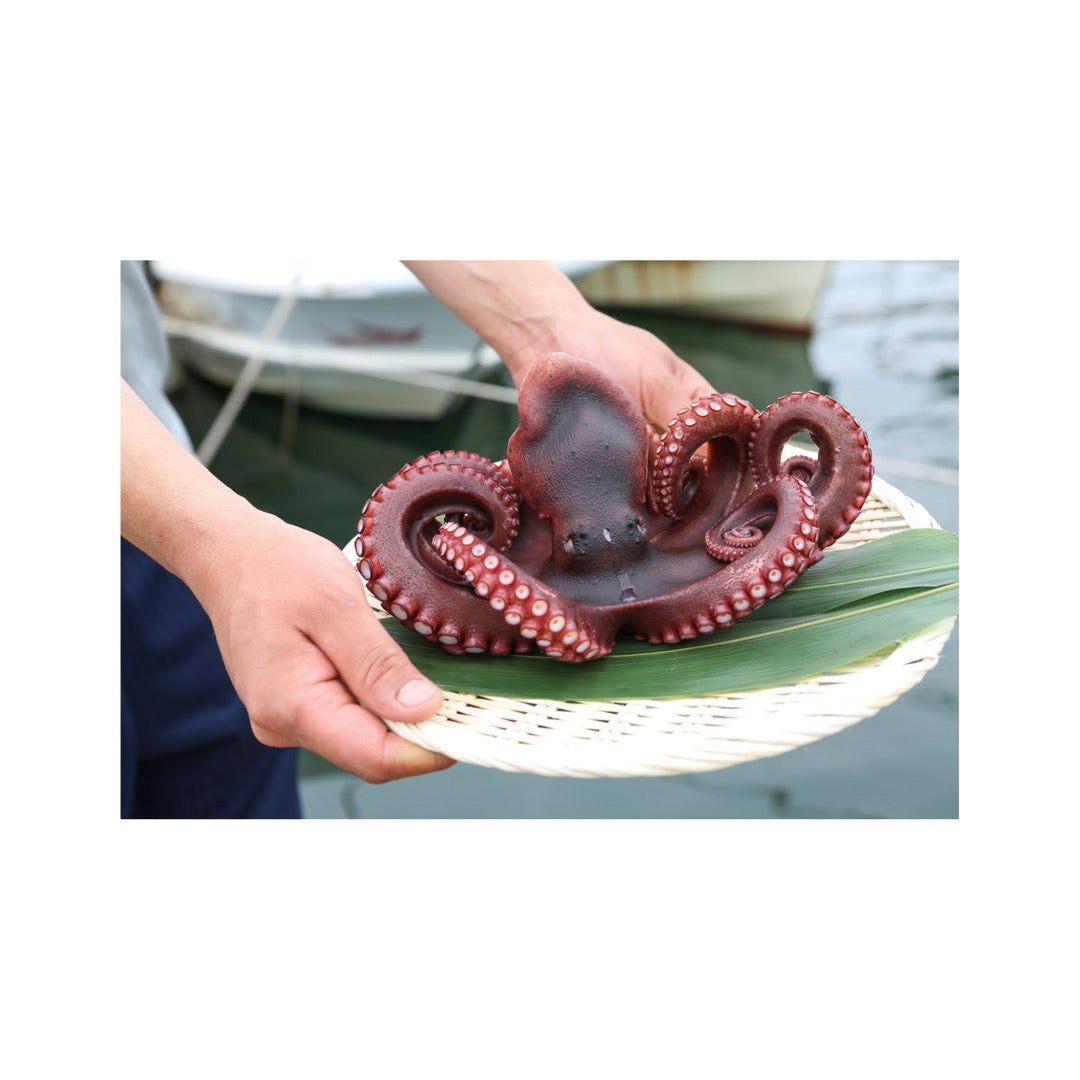 生タコ2ｋｇ〈新鮮〉ぷりっぷり下津井産