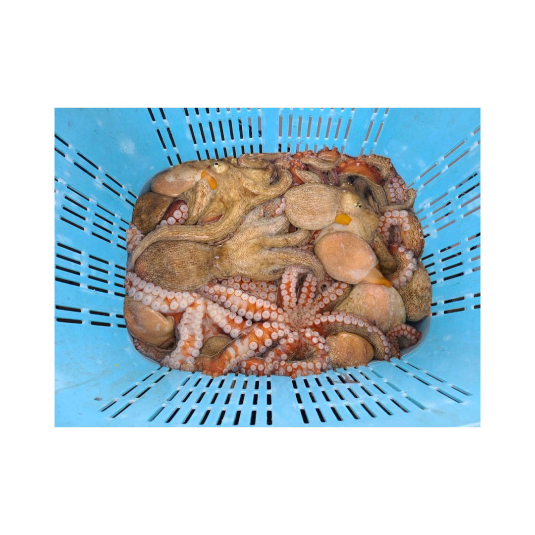 国産 生真タコ（まだこ/たこ）冷凍 10kg  ブロック凍結 瀬戸内産　1ｋｇアップサイズ　瀬戸内海 韓国料理 ナッチポックン 小ダコ 釣り餌