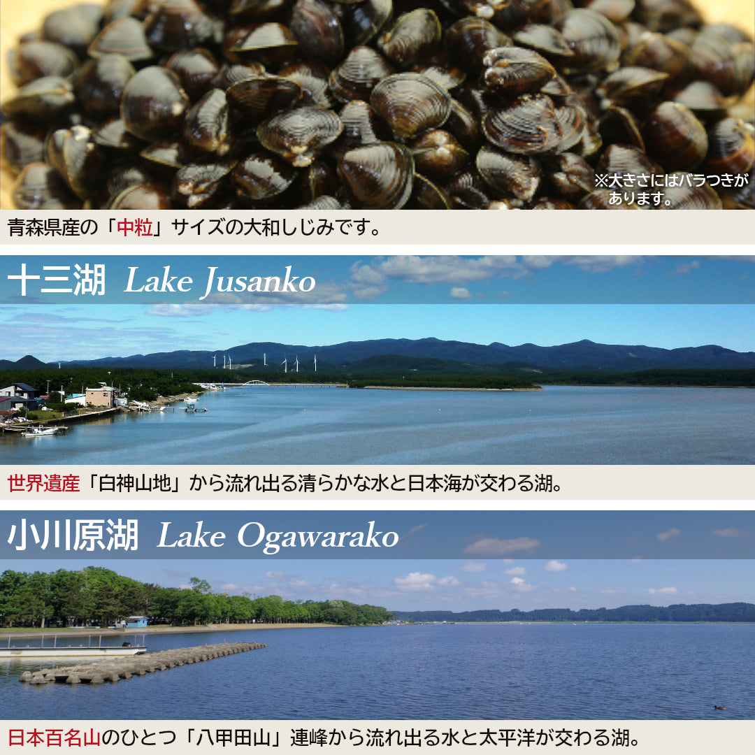 青森県産『大和しじみ 中粒』(130g)すぐに使える洗浄・砂抜き・加熱済みレトルト真空パック！ 常温保存可。