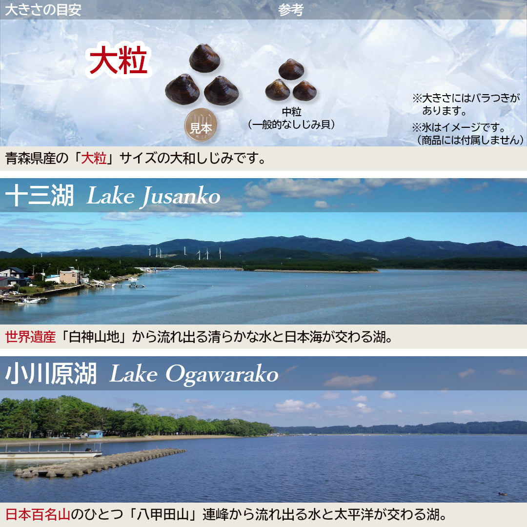 青森県産『大和しじみ 大粒』(150g)すぐに使える洗浄・砂抜き・加熱済みレトルト真空パック！ 常温保存可。