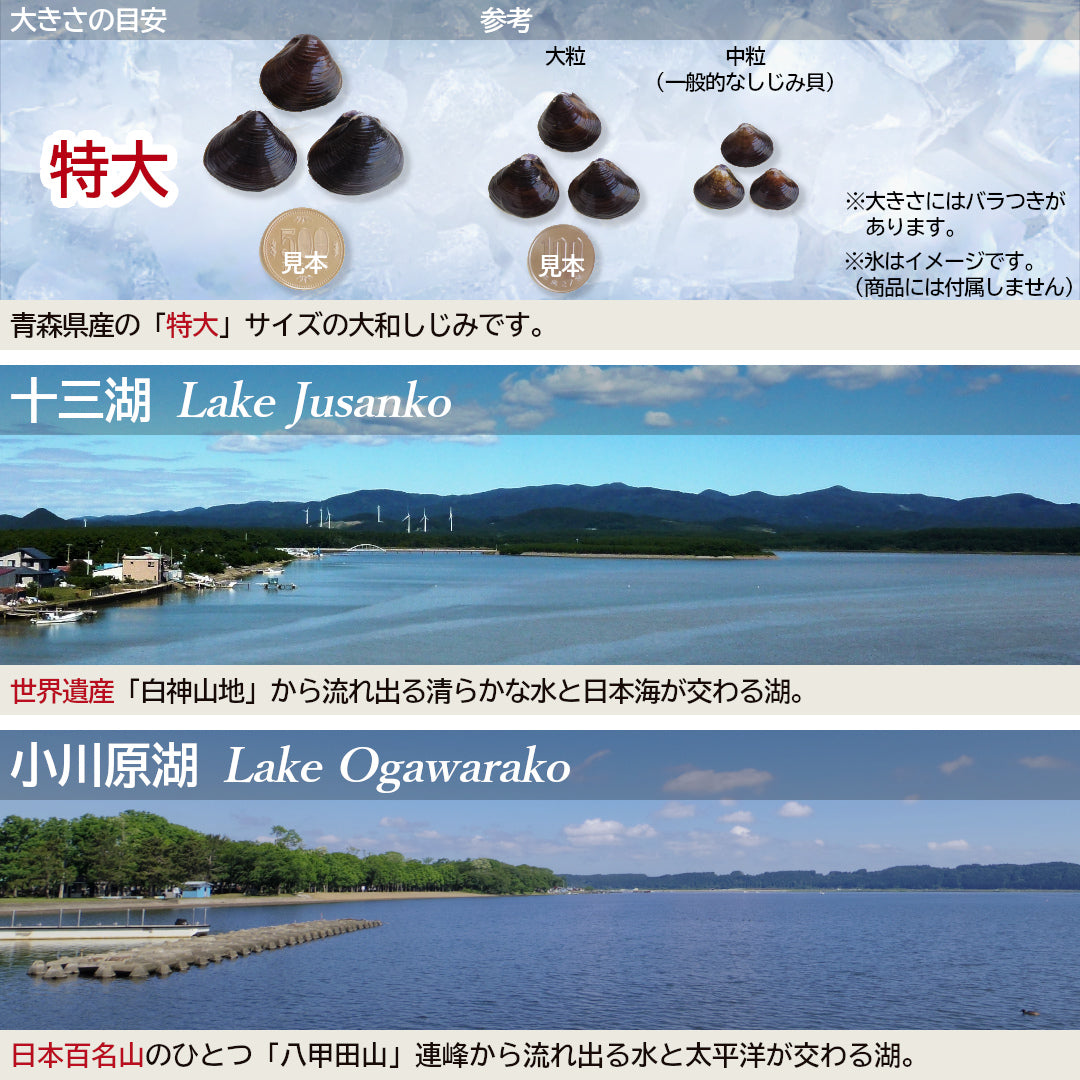 青森県産『大和しじみ 特大』(180g)すぐに使える洗浄・砂抜き・加熱済みレトルト真空パック！ 常温保存可。