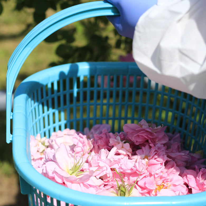 秋田薔薇園産 純粋ローズウォーター | 47CLUB – 名産・特産品