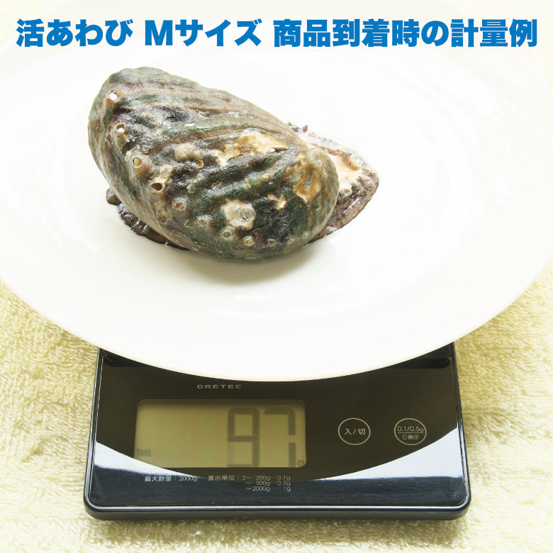 【お試し】【一部地域を除き送料無料】あわびの色々な魅力を味わえる 活あわびAセット