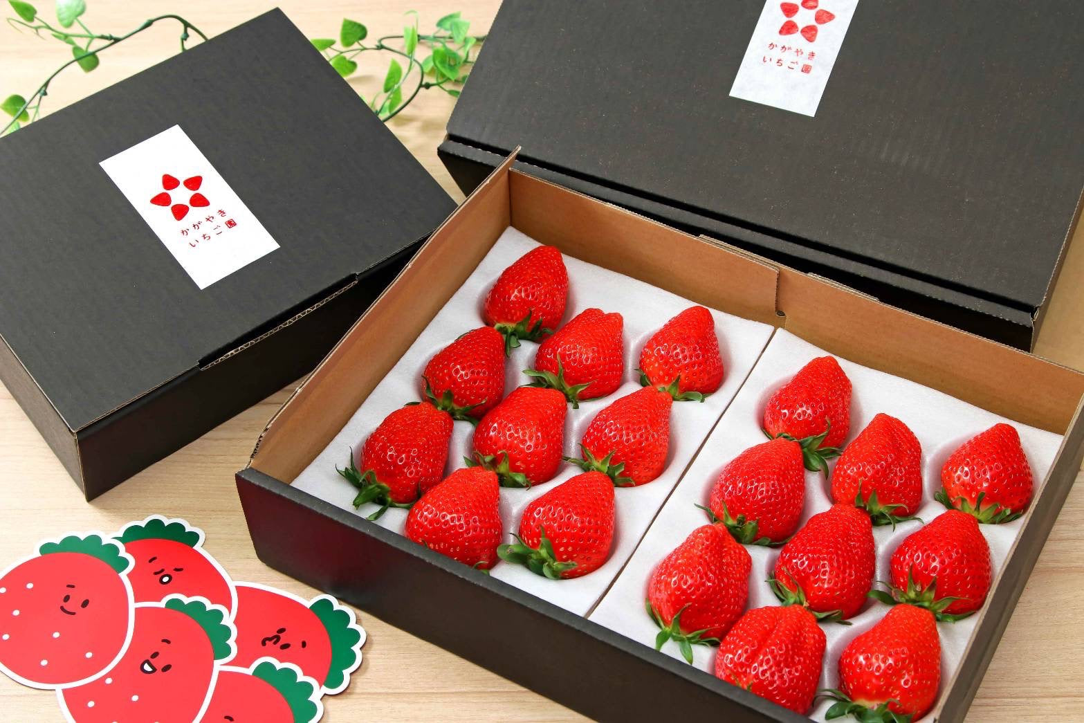 やよいひめ プレミアム ダブル(約800g) | 47CLUB – 名産・特産品・ご