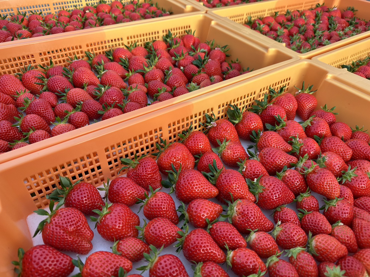 やよいひめ プレミアム ダブル(約800g) | 47CLUB – 名産・特産品・ご