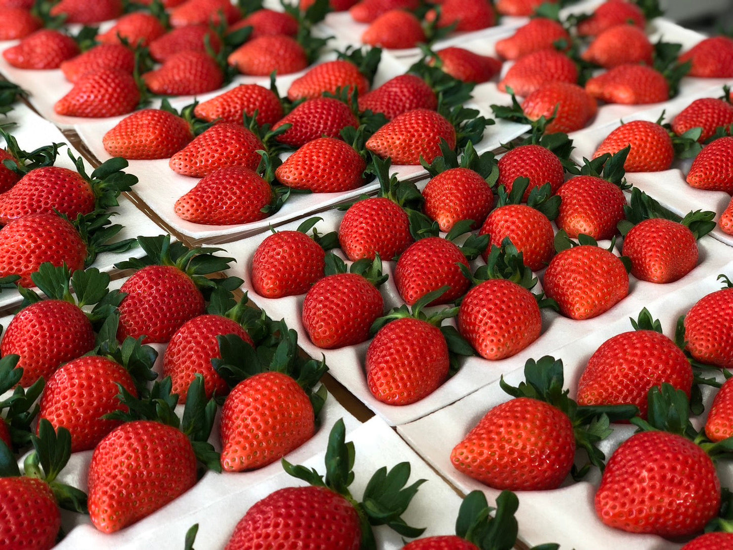 やよいひめ プレミアム シングル(約400g)