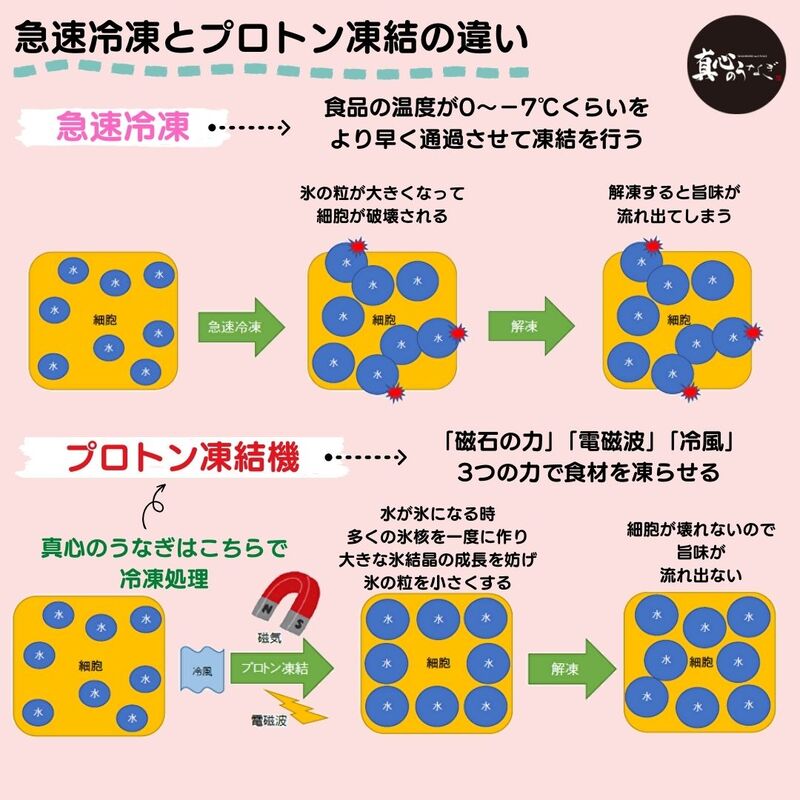 【宮崎・鹿児島県産】お歳暮　国産鰻　送料無料【鮮魚・魚介類】