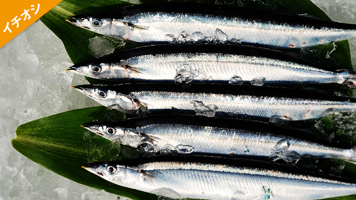 漁港直送！ 岩手・大船渡の新鮮サンマ15尾