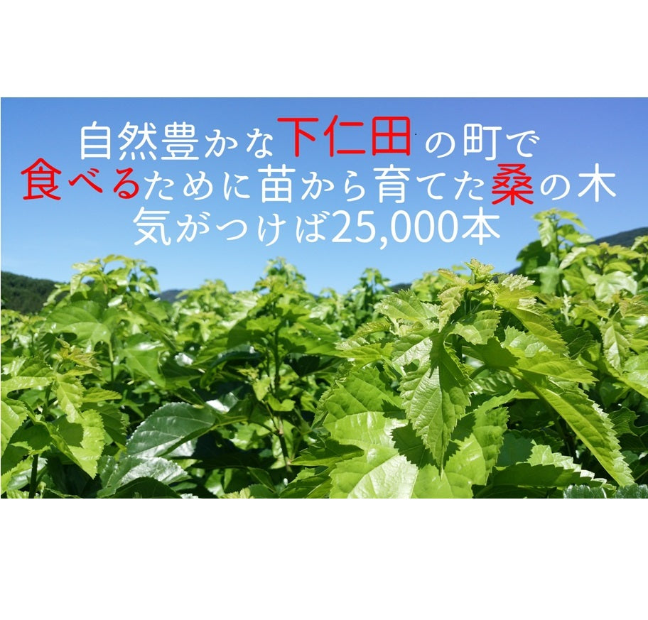 【感謝価格】【業務用桑茶(抹茶タイプ）100g】有機栽培で丁寧に作られたクセのない抹茶タイプの桑茶です。