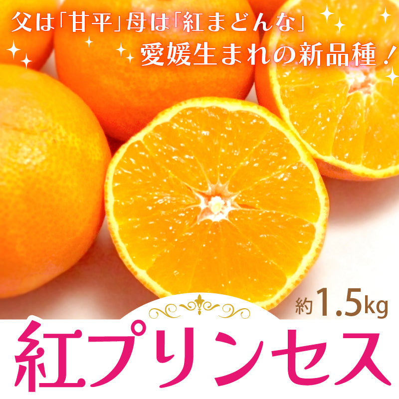 ※今季販売終了※【送料無料】愛媛生まれの新品種！高級柑橘「紅プリンセス」〈秀品・化粧箱入〉約1.5kg